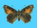 Aglias urticae ab. conjuncta 9-10-1928 Ting, Herts Co., UK (Internet Image property of respective owner, non-commercial use only)
